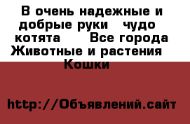 В очень надежные и добрые руки - чудо - котята!!! - Все города Животные и растения » Кошки   